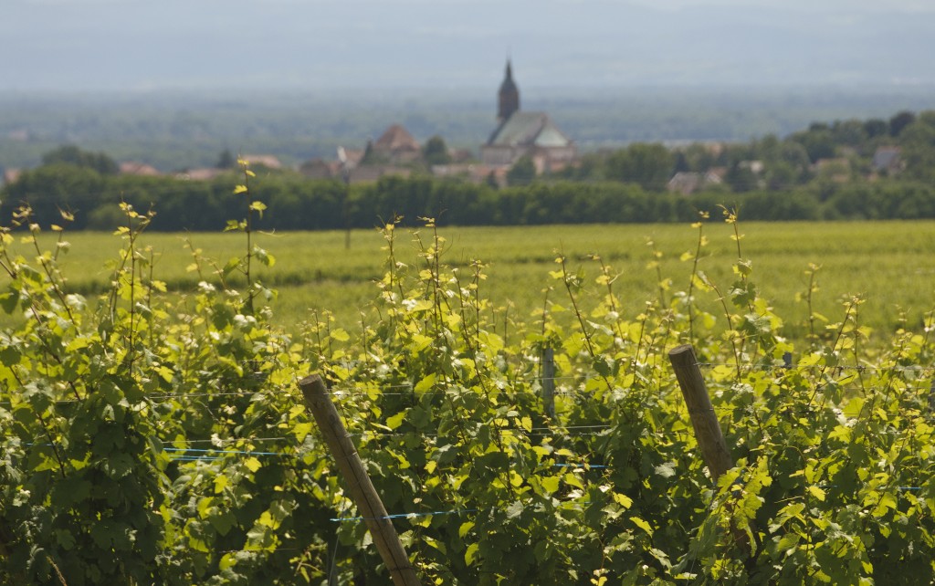 alsatian-countryside-3-1336795